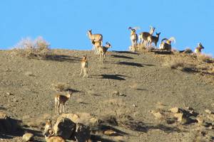 پناهگاه حیات وحش نایبندان