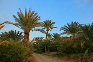 فرحزاد